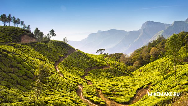 Чайные плантации в Муннаре